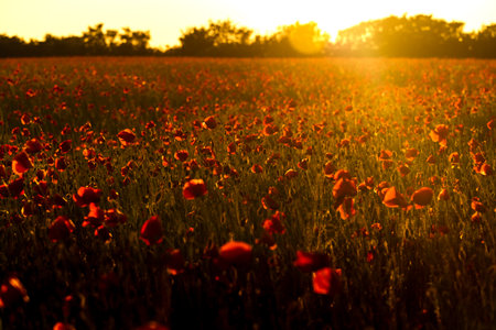 Red poppy blooming on field. Red poppy flowers in the oil seed rape fields. poppy flower.  Great wallpaper design. Nature background. Beautiful summer landscape.の写真素材