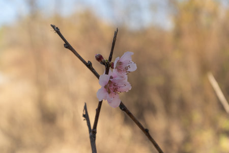twig with peach blossoms. Closeupの写真素材