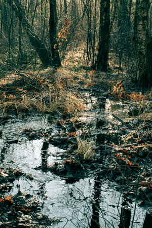 An image in cokor of a deep and gloomy swamp. Pictur taken in Harlanda Karn,, Gothenburg, Sweden.の写真素材