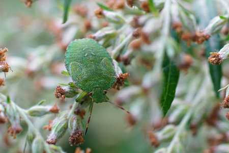 A nymph of the green shieldbug, Palomena prasina , hiding among the vegetation in the garden
