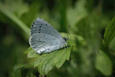 Closeup on a colorful Holly blue, Celastrina argiolus, in the garden sitting on a green leaf