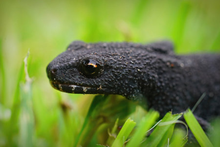 Facial closeup on a female alpine newt, Ichthyosaura alpestris in green grass in the gardenの写真素材