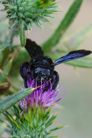 Vertical closeup of a violet carpenter bee, Xylocopa violacea sipping nectar from a large purple thistleの写真素材