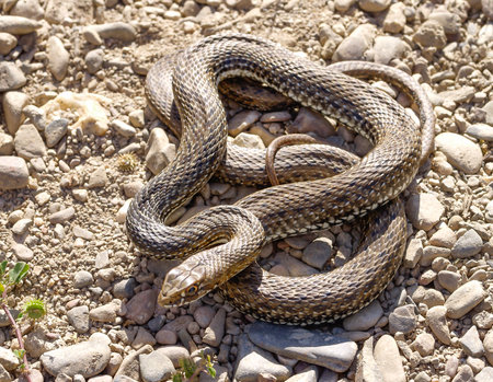 montpellier snake, Malpolon monspessulanus, Malpolon insignitus