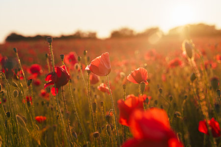 Red poppy blooming on field. Red poppy flowers in the oil seed rape fields. poppy flower.  Great wallpaper design. Nature background. Beautiful summer landscape.の写真素材