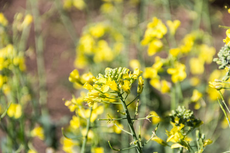 rapeseed plantation flowered in spring in the gardenの写真素材
