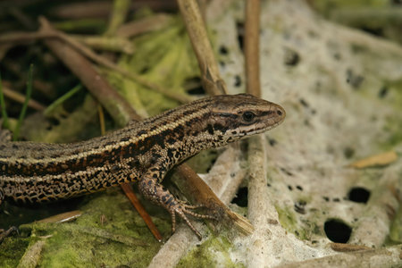 Closeup on the common live bearing lizard, Zootoca vivipare on the forrest floor