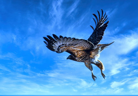 Red-tailed hawk just took off from a telephone pole.  Red-tailed Hawks are large hawks with typical Buteo proportions: very broad, rounded wings and a short, wide tail.の写真素材