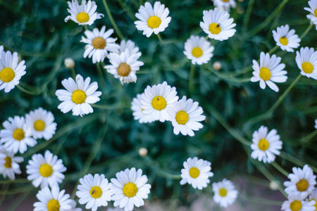 bush colored meadow daisiesの写真素材