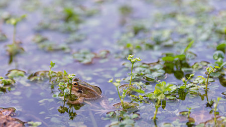 Frog in the swamp water looking at the camera and looking at the cameraの写真素材