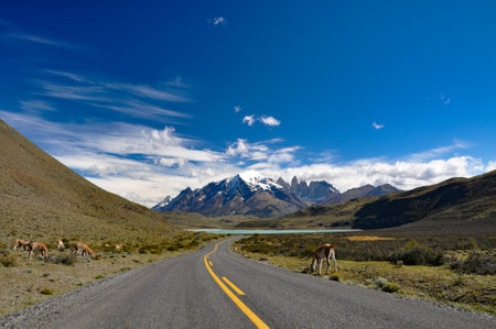 Guanaco (Lama guanicoe) at Torres del Paine national park, at Laguna Amargaの写真素材