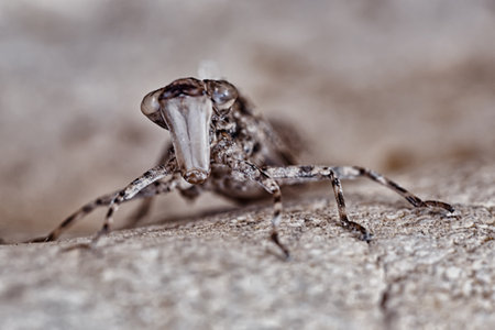 Insect in its habitat among the rocks looking at the camera, strange insect, weird insect