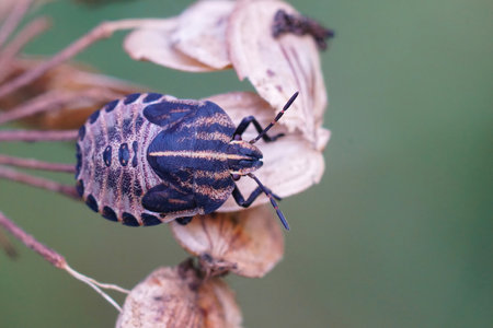 Closeup on a nymph of the striped bug, Graphosoma lineatum on a dried plant