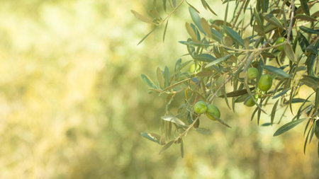 Olives on the tree ready for picking. Olives harvest, olive oil productionの写真素材
