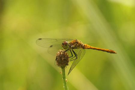 Closeup on a yellow female Ruddy darter dargonfly Sympetrum sanguineum sitting on top a a plantの写真素材