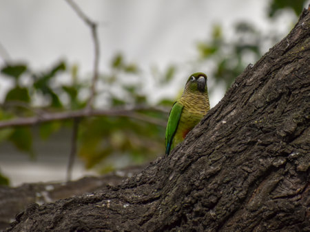 maroon-bellied parakeet (Pyrrhura frontalis) perching in a tree in Buenos Aires city