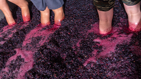 At the grape harvest the farmers treading the grapes in the traditional way for the fermentation of the wineの写真素材