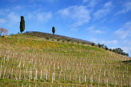 vineyard and blue skyの写真素材
