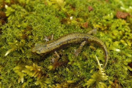 Closeup on a green juvenile of the critically endangered limestone salamander,  Hydromantes brunus, Merced River , Californiaの写真素材