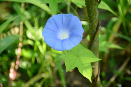 closeup the beautiful blue color annual vine flower with vine and leaves in the garden over out of focus green brown background.の写真素材
