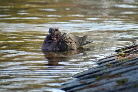 picazuro pigeon (Patagioenas picazuro) bathing in lago de las regatas lake, Buenos Airesの写真素材