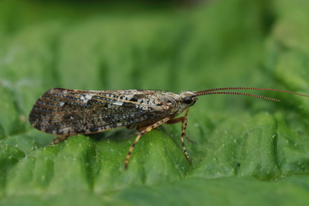 Closeup on a a caddisfly, Agrypnia varia, sitting on a green leafの写真素材