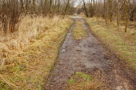 Path next to leafless trees and grass
