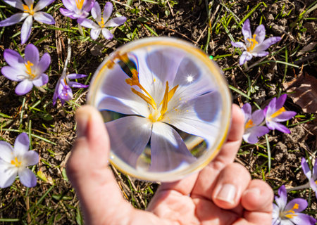 Purple flowers using crystal ball on a sunny dayの写真素材