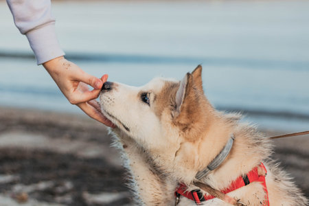 dog on the beach giving the pawの写真素材