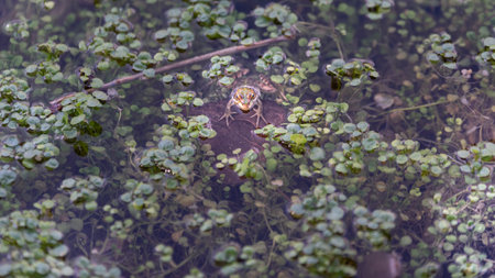Frog in the swamp water looking at the camera and looking at the camera