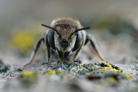 Facial closeup on a female of alfalfa leacutter bee, Megachile rotundata in the Gard, France