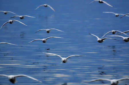Flying Seagulls over the Blue Water.