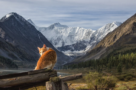 Red cat on the background of the Belukha mountain. Early morning. Summer. Altai.の写真素材