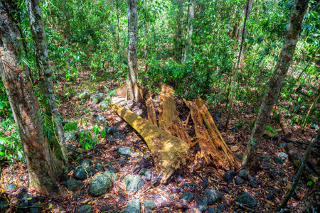 Remains of tree fall on the Atherton Tablelands in Tropical North Queensland, Australiaの写真素材