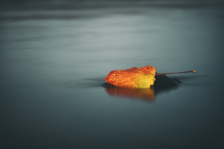 A fall colored aspen leaf resting on a moss covered rockの写真素材