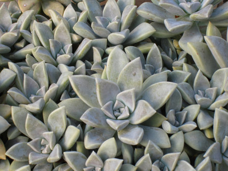 Hen and Chicks Houseplant Flat Top View Echeveria elegansの写真素材