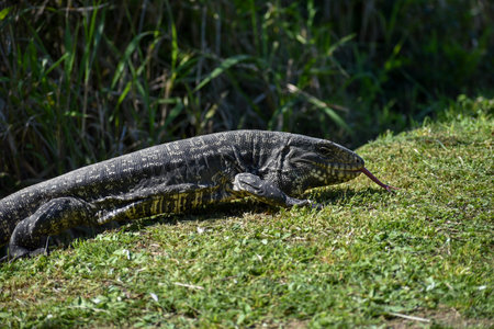 Argentine black and white tegu (Salvator merianae), also called the Argentine giant tegu, the black and white tegu, the huge tegu, and the lagarto overo in Spanishの写真素材