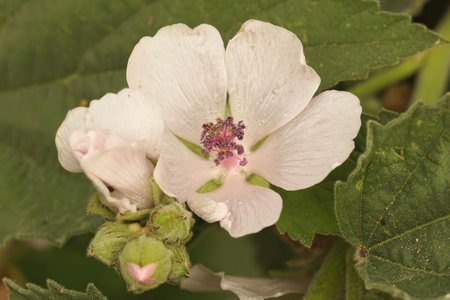 Closeup on the white flower of the Marsh mallow, Althaea officinalis in the gardenの写真素材