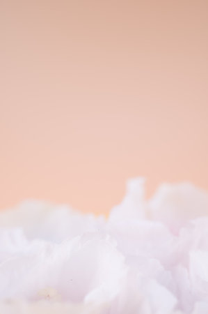 white flower heads extreme close up on a beige background with text space