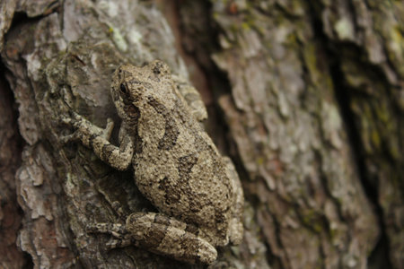 Gray Tree Frog Hyla chrysoscelis on pine tree in East Texasの写真素材