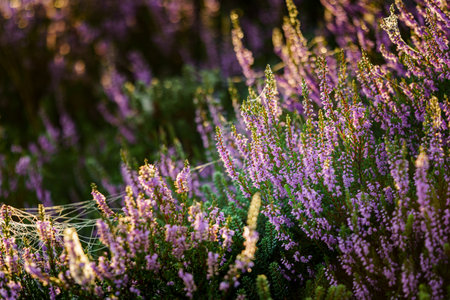 Pink heather in bloom, blooming heater landscape in the National park: Aekingerzand, Netherlands. Hollandの写真素材