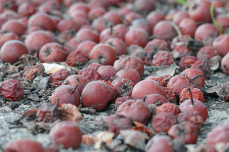 Dropped fermented apples lying in the dirt, Concept of poor harvest, drought and consumer surplus, Natural Wallpaper Backgroundの写真素材