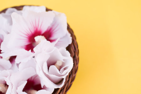 white and pink hibiscus flowers in a wicker canister on a yellow background with text spaceの写真素材