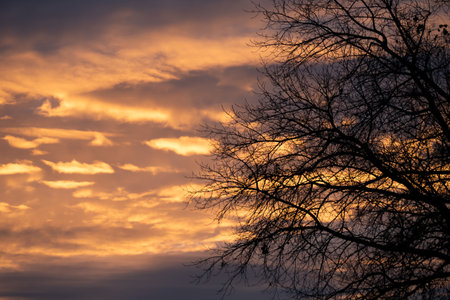The silhouette of a tree without leaves stands in front of a reddish evening sky with dense dark grey clouds, Dramatic Halloween autumn sky wallpapersの写真素材