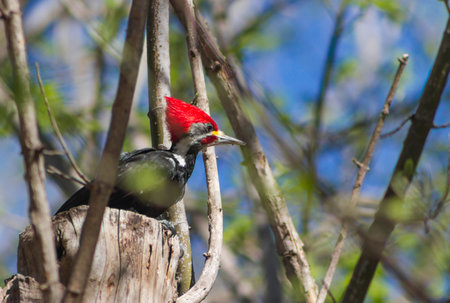 black woodpecker in the branches of the tree in its natural habitat in Cordoba Argentinaの写真素材