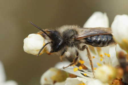 Closeup on a male grey backed mining bee, Andrena vaga sitting on Prunus spinosa in the spring
