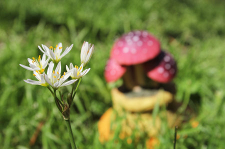 Nothoscordum bivalve Wild Flower Growing on Lawn With Mushroom Statue in Backgroundの写真素材