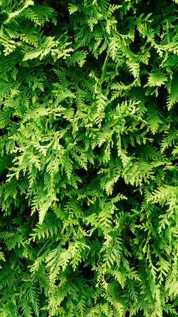 Conifers, Texture Pattern, Background Wallpaper
