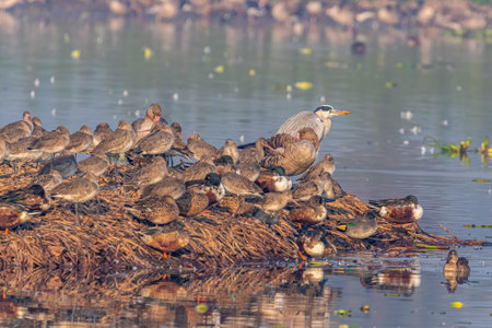 Grey heron resting with waterfowls