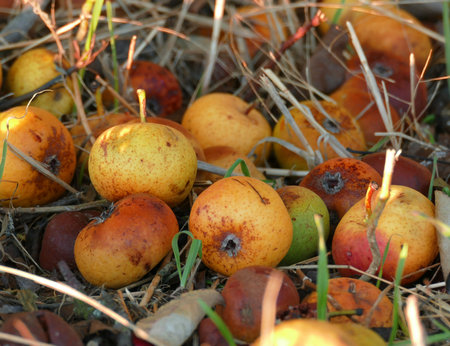 Dropped apples lying in the grass, Concept of poor harvest, Drought and consumer surplus, Natural...